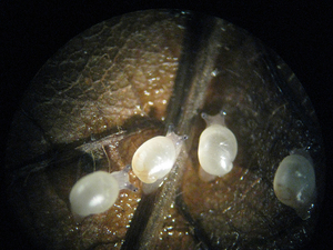 The population of the Chittenango ovate amber snail is threatened due to habitat degradation. 